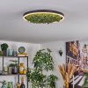 Dorel Plafoniera LED Verde, Bianco, 1-Luce