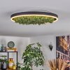 Dorel Plafoniera LED Verde, Bianco, 1-Luce