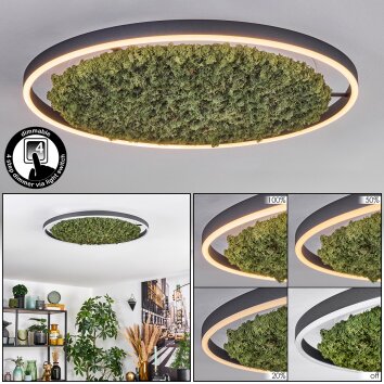 Dorel Plafoniera LED Verde, Bianco, 1-Luce